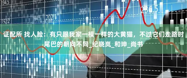 证配所 找人脸：有只跟我家一模一样的大黄猫，不过它们走路时尾巴的朝向不同_纪晓岚_和珅_尚书